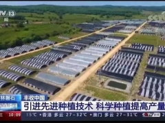 央視新聞直播間《豐收中國》4分鐘點(diǎn)贊吉林磐石靈芝種植 ()