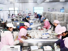 貴州大方：日產(chǎn)量達(dá)70噸，產(chǎn)值達(dá)60余萬元！工廠化種植食用菌助農(nóng)增收 ()