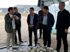 山西嵐縣縣委副書記、縣長喬云調(diào)研食用菌產(chǎn)業(yè)發(fā)展 ()